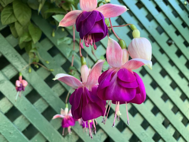 Trellis Repair Tools