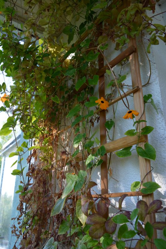 Repaired Trellis with Healthy Plants